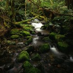 Rainforest GWT DHarding 4×5.jpg